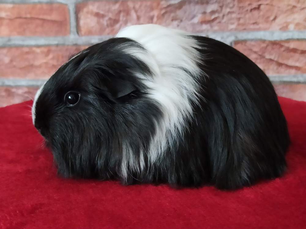 Sheltie guinea pig Breeder Cavia porcellus 