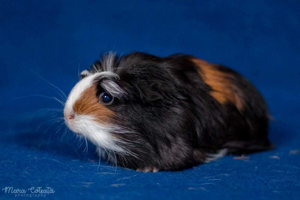 Coronet guinea pig Breeder Cavia porcellus 