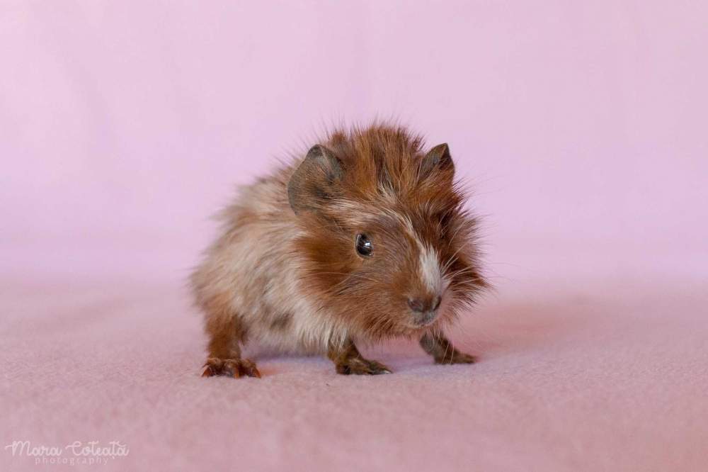 Abyssinian guinea pig Breeder Cavia porcellus 