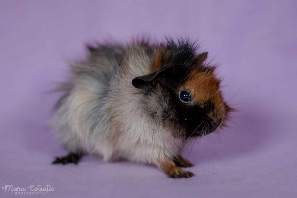 Abyssinian guinea pig Owned by other Cavia porcellus 