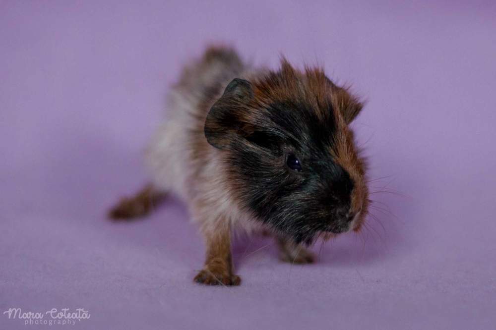 Abyssinian guinea pig Owned by other Cavia porcellus 