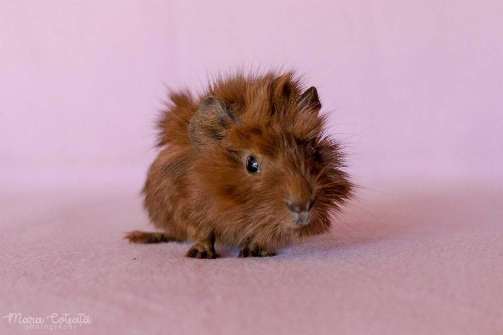 Abyssinian guinea pig Available for rehoming Cavia porcellus 