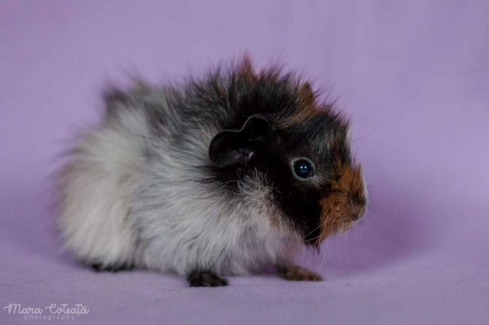 Abyssinian guinea pig Owned by other Cavia porcellus 