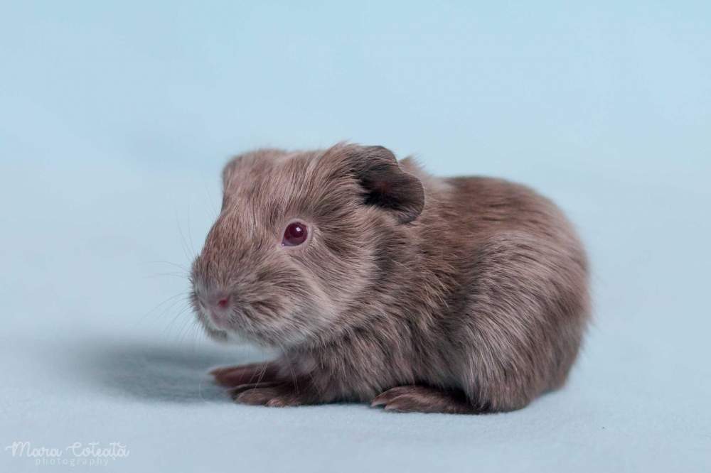 Sheltie guinea pig Owned by other Cavia porcellus 