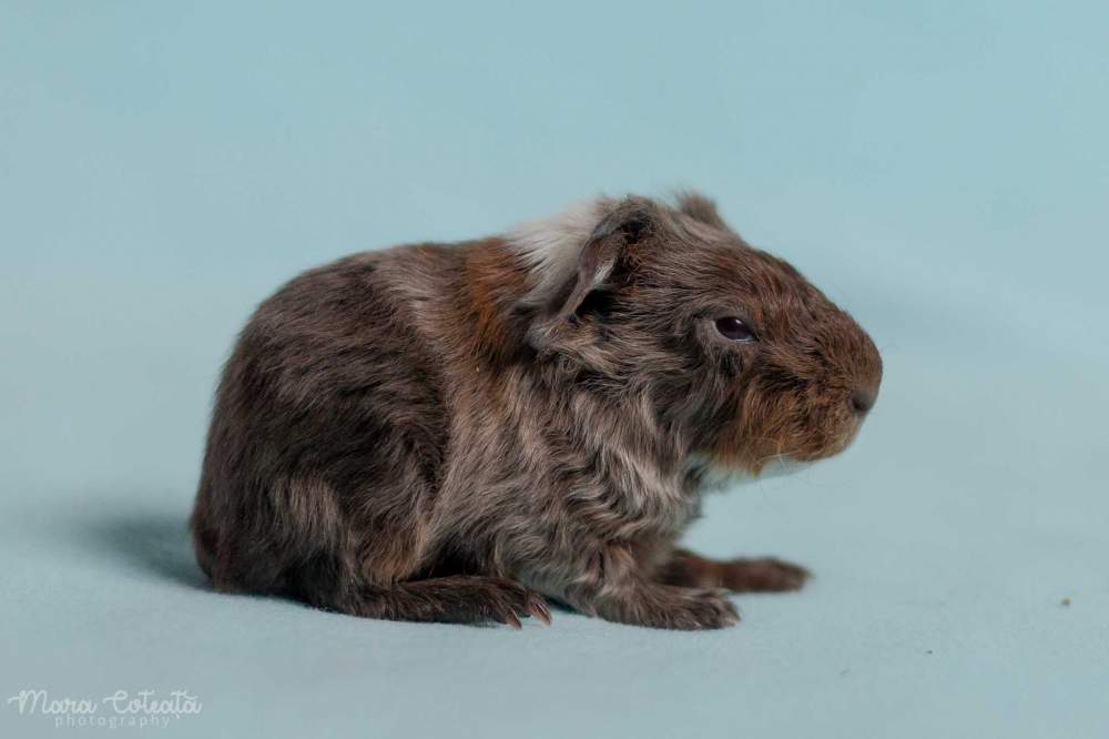 Texel guinea pig Owned by other Cavia porcellus 