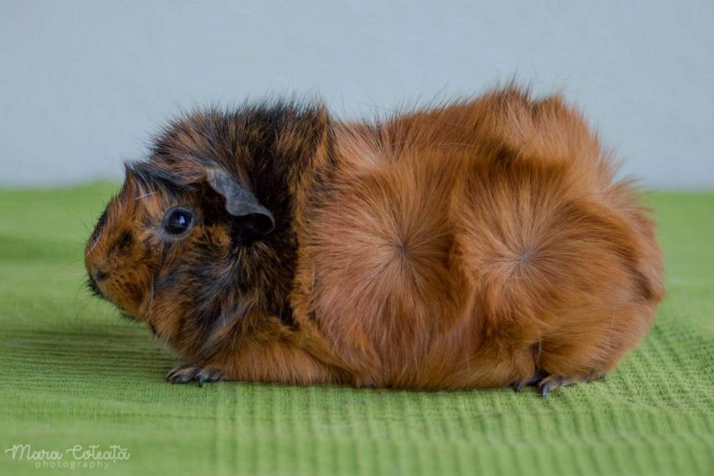 Abyssinian guinea pig Breeder Cavia porcellus 