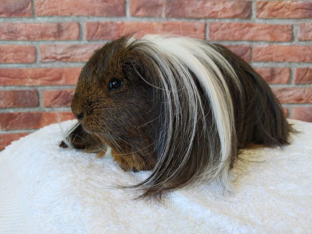 Sheltie guinea pig Breeder Cavia porcellus 