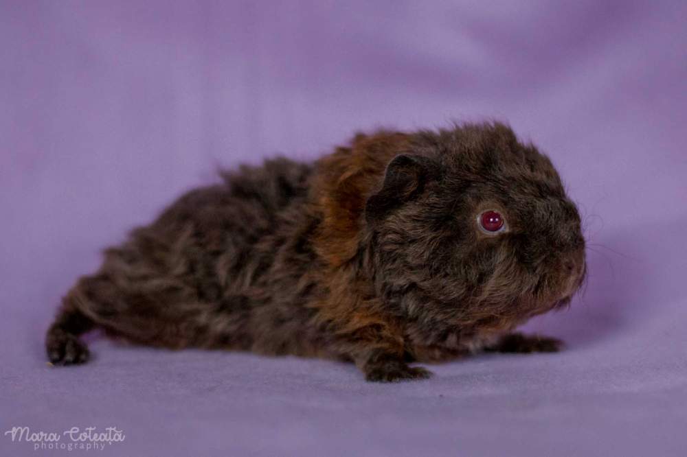Mohair Owned by other Cavia porcellus 