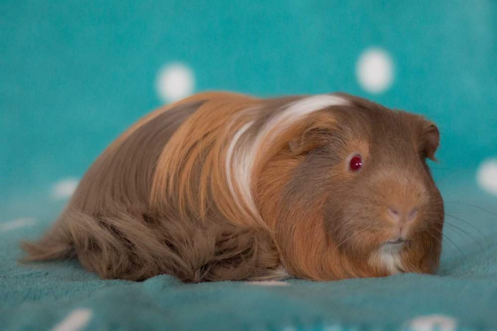 Sheltie guinea pig Owned by other Cavia porcellus 