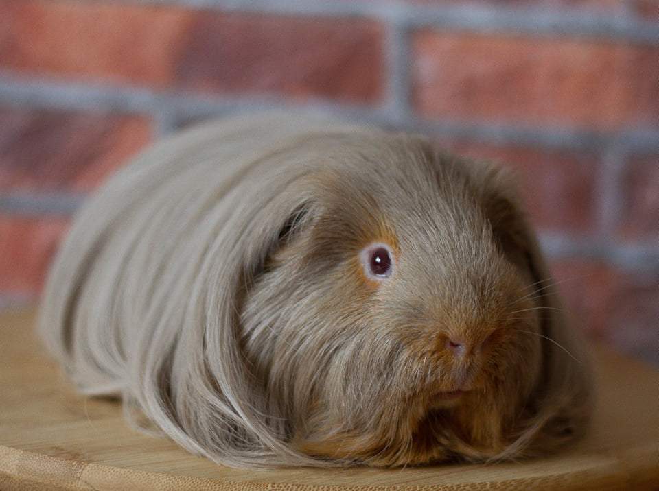 Sheltie guinea pig Breeder Cavia porcellus 