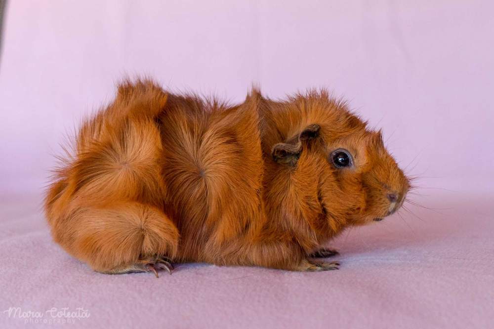 Abyssinian guinea pig Breeder Cavia porcellus 