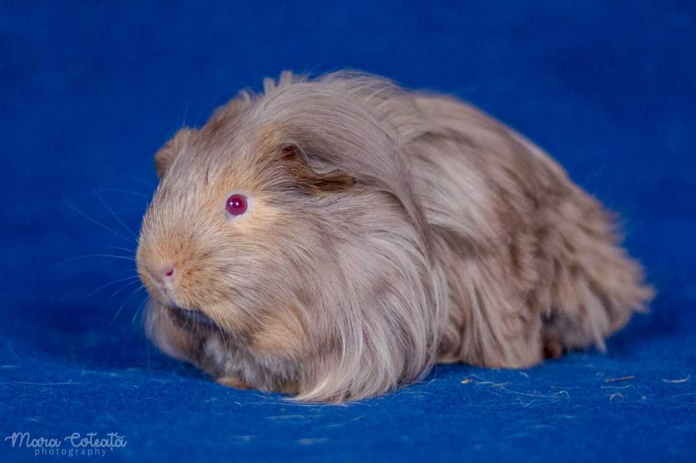 Sheltie guinea pig Breeder Cavia porcellus 