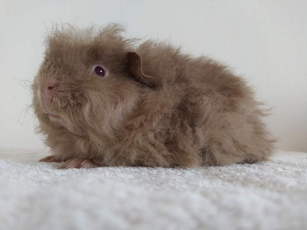 Merino guinea pig Breeder Cavia porcellus 