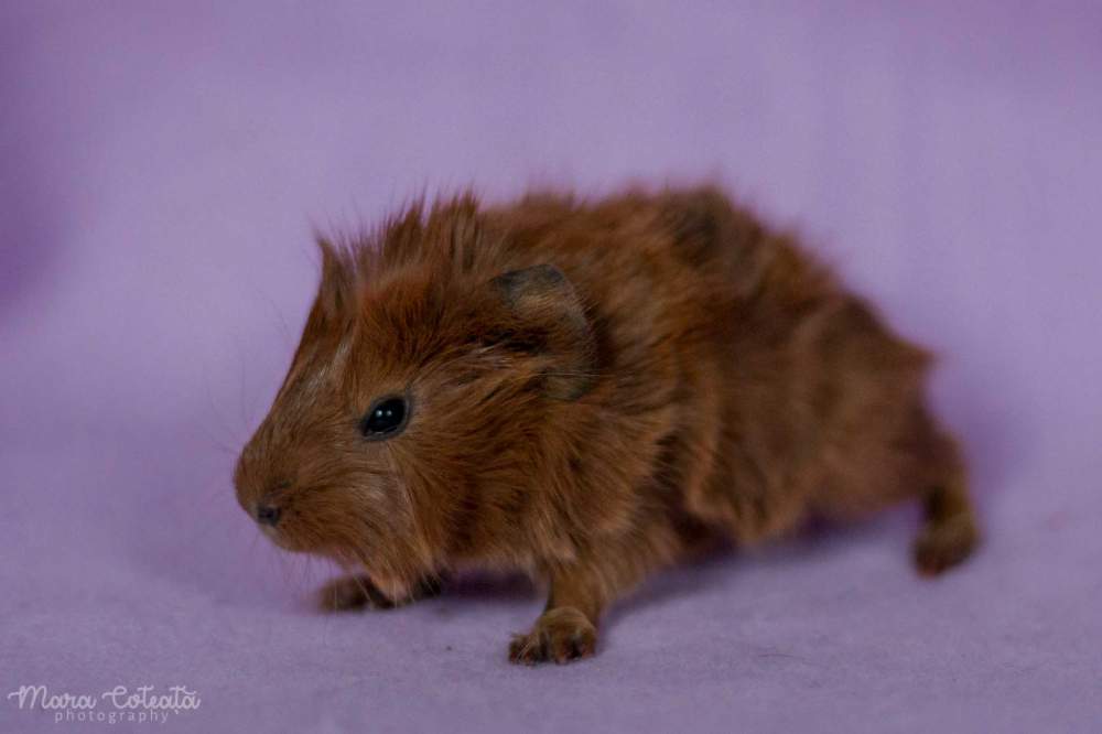 Abyssinian guinea pig Owned by other Cavia porcellus 