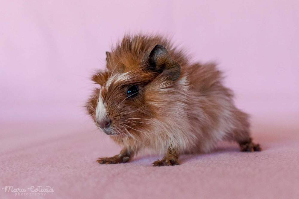 Abyssinian guinea pig Rehomed Cavia porcellus 