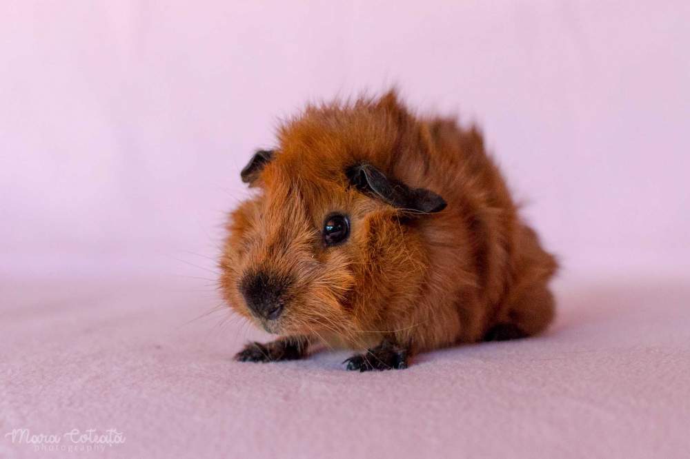 Abyssinian guinea pig Breeder Cavia porcellus 