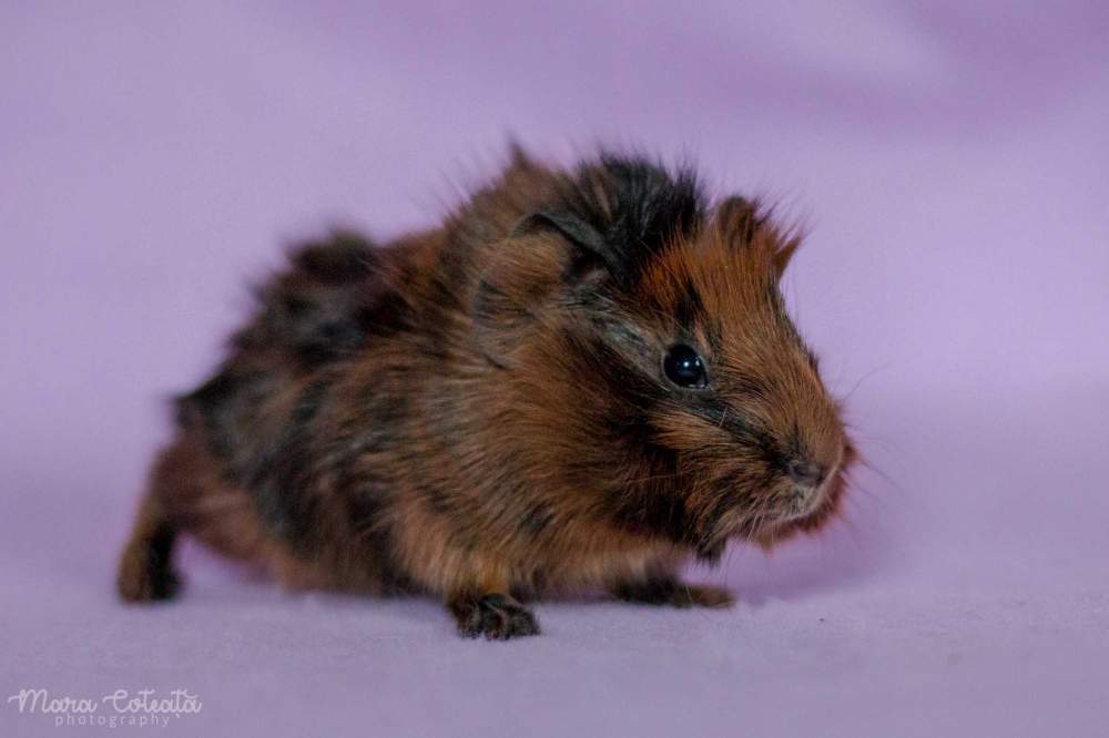 Abyssinian guinea pig Owned by other Cavia porcellus 