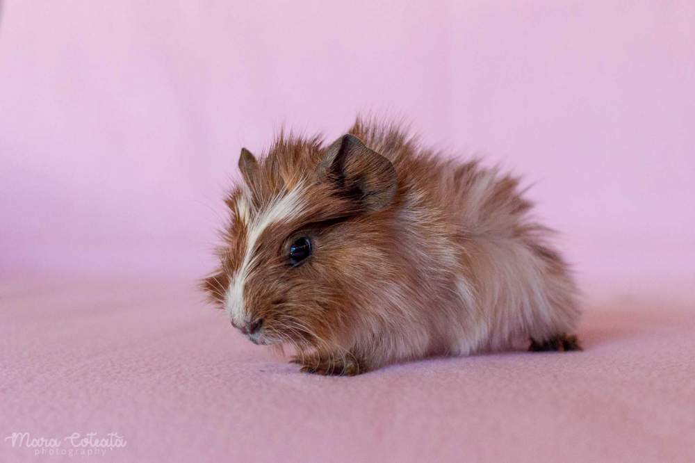 Abyssinian guinea pig Available for rehoming Cavia porcellus 