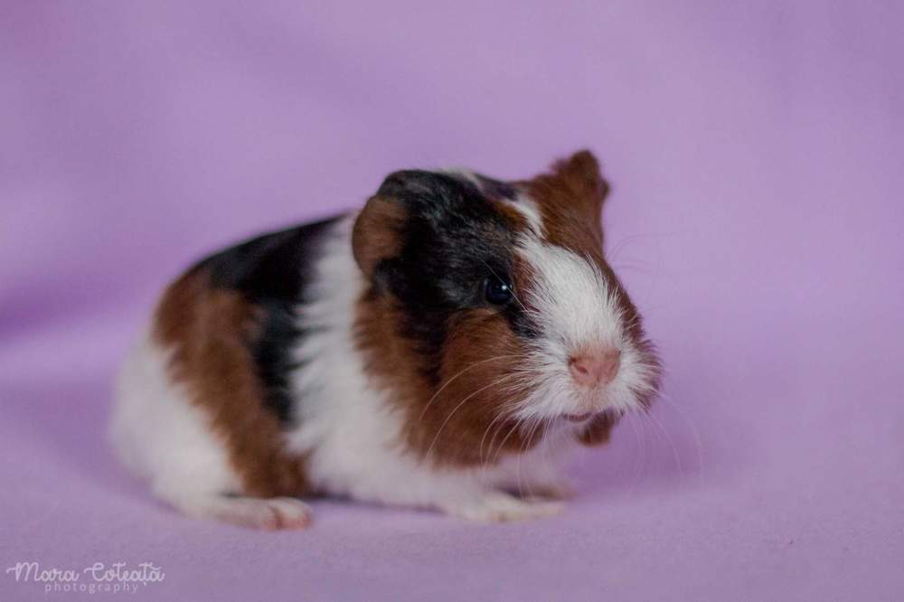 Sheltie guinea pig Owned by other Cavia porcellus 