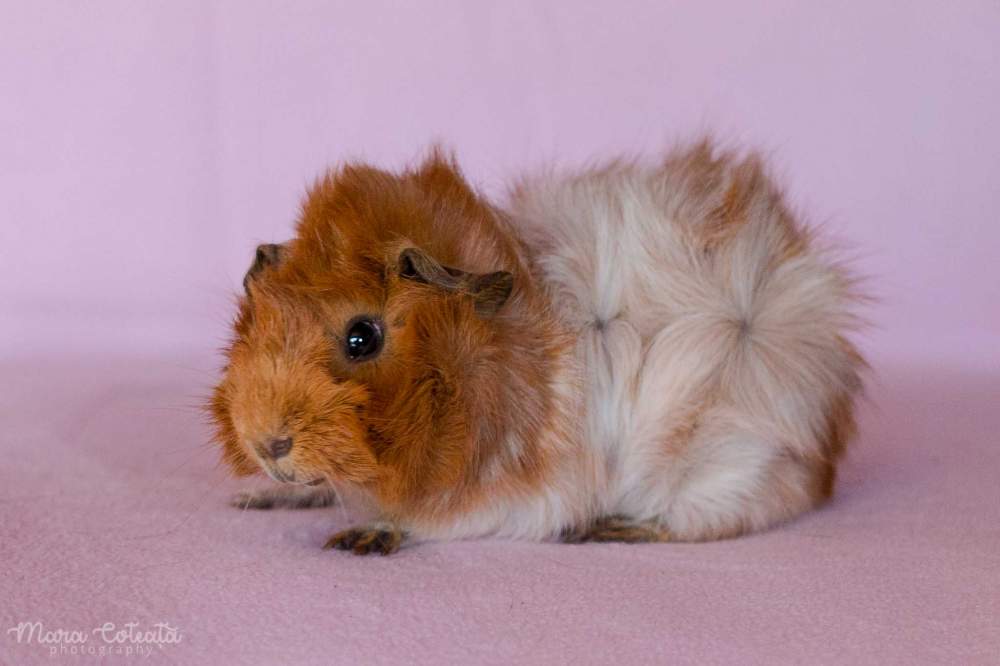 Abyssinian guinea pig Breeder Cavia porcellus 