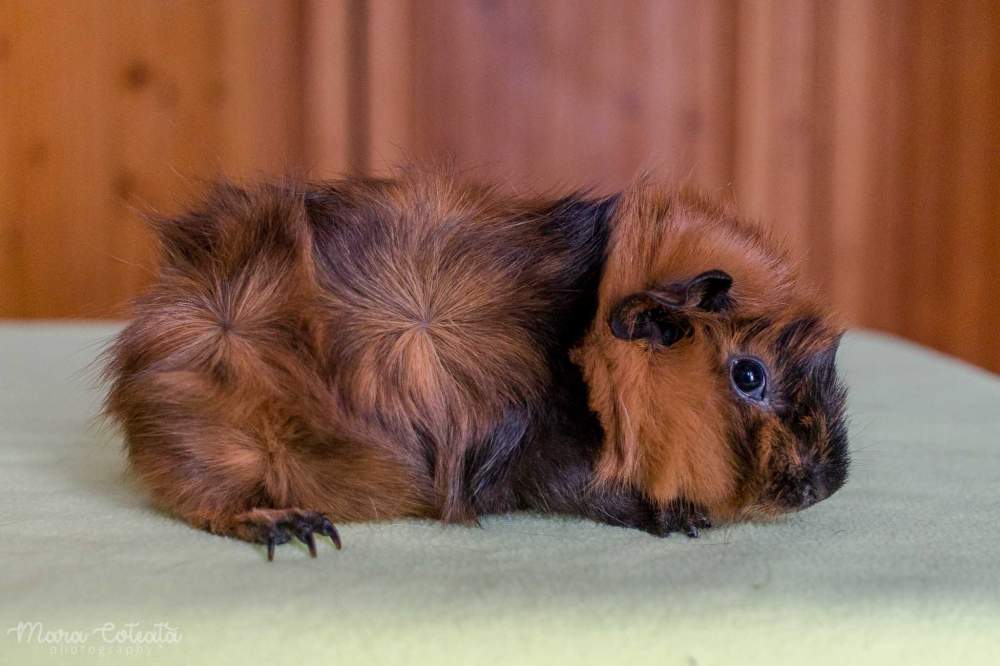 Abyssinian guinea pig Owned by other Cavia porcellus 