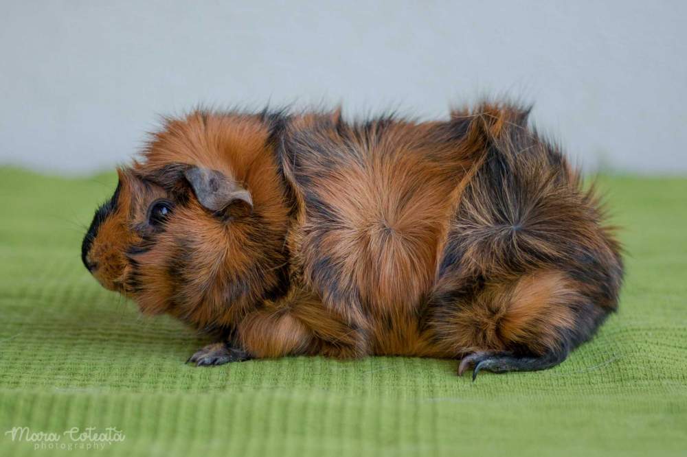 Abyssinian guinea pig Breeder Cavia porcellus 