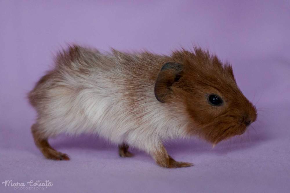 Abyssinian guinea pig Owned by other Cavia porcellus 