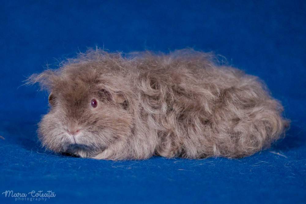 Mohair guinea pig Breeder Cavia porcellus 