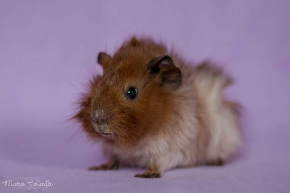 Abyssinian guinea pig Owned by other Cavia porcellus 