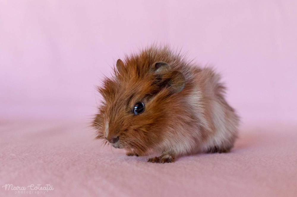 Abyssinian guinea pig Rehomed Cavia porcellus 