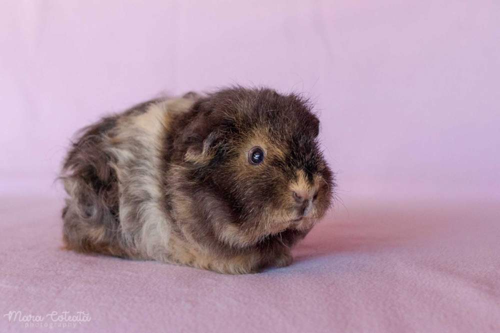 Texel guinea pig Breeder Cavia porcellus 