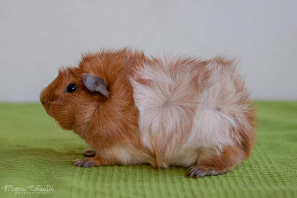 Abyssinian guinea pig Breeder Cavia porcellus 