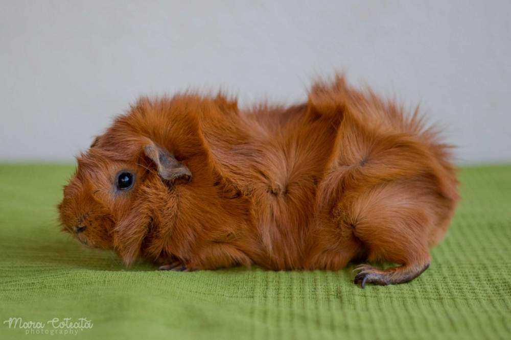 Abyssinian guinea pig Breeder Cavia porcellus 