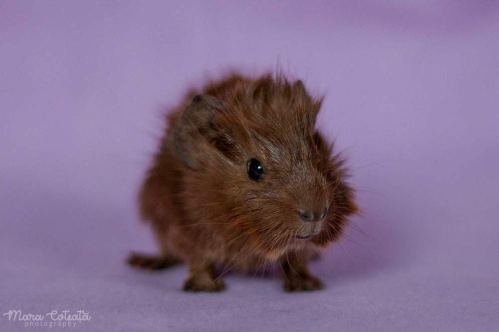 Abyssinian guinea pig Owned by other Cavia porcellus 