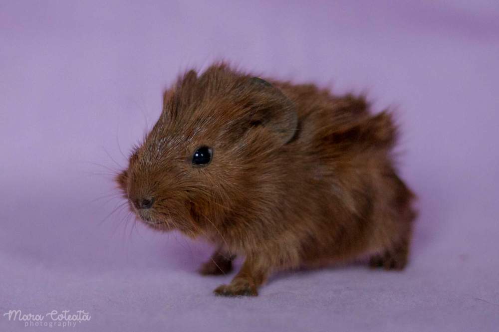 Abyssinian guinea pig Available for rehoming Cavia porcellus 