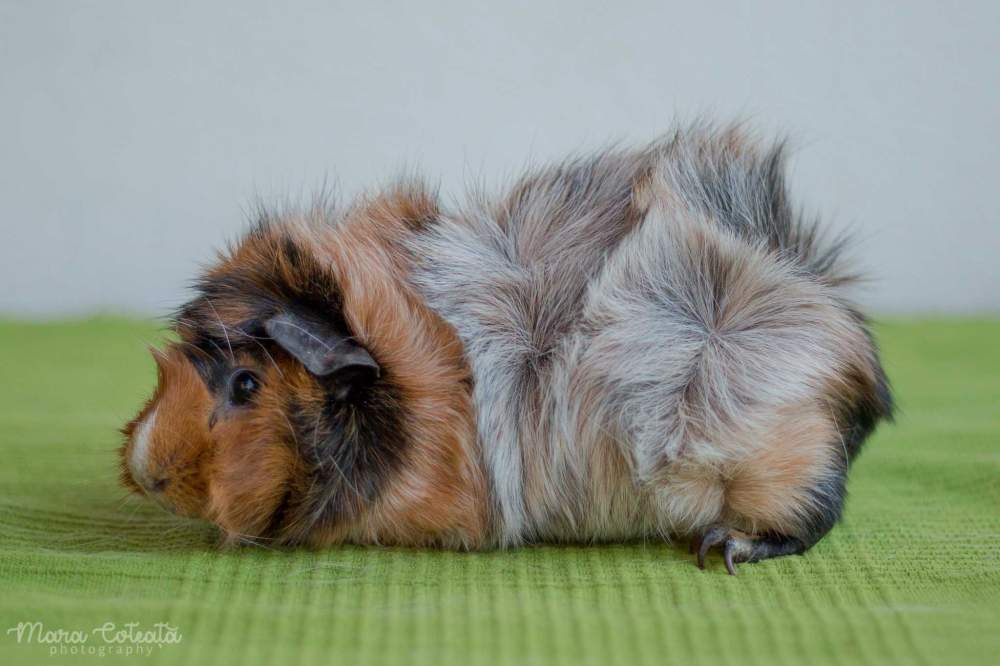 Guinea pig Breeder Cavia porcellus 