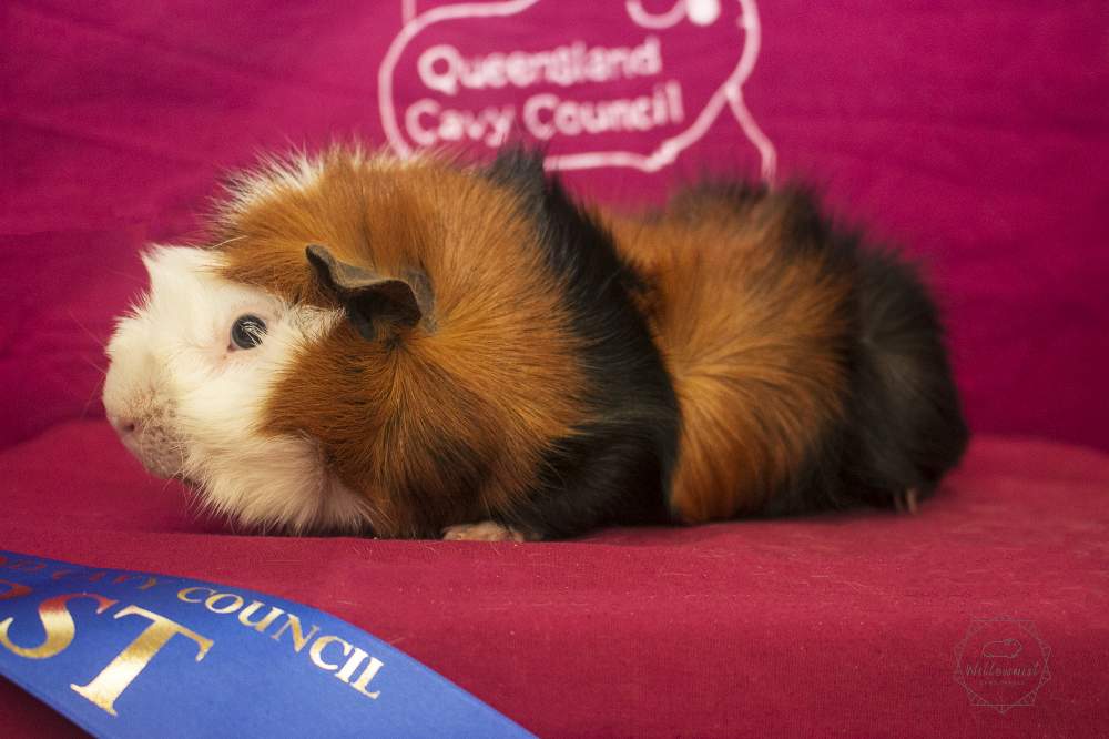 Abyssinian guinea pig Breeder Cavia porcellus Australia, Ipswich