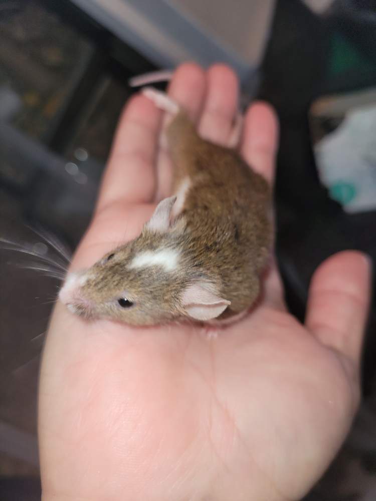 Fancy mouse Breeder Mus musculus United States, Lansing