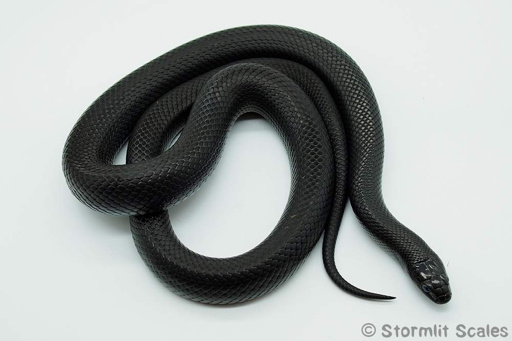 Kingsnake (Mexican Black Kingsnake (Lampropeltis californiae / Lampropeltis nigrita)) Pet only  