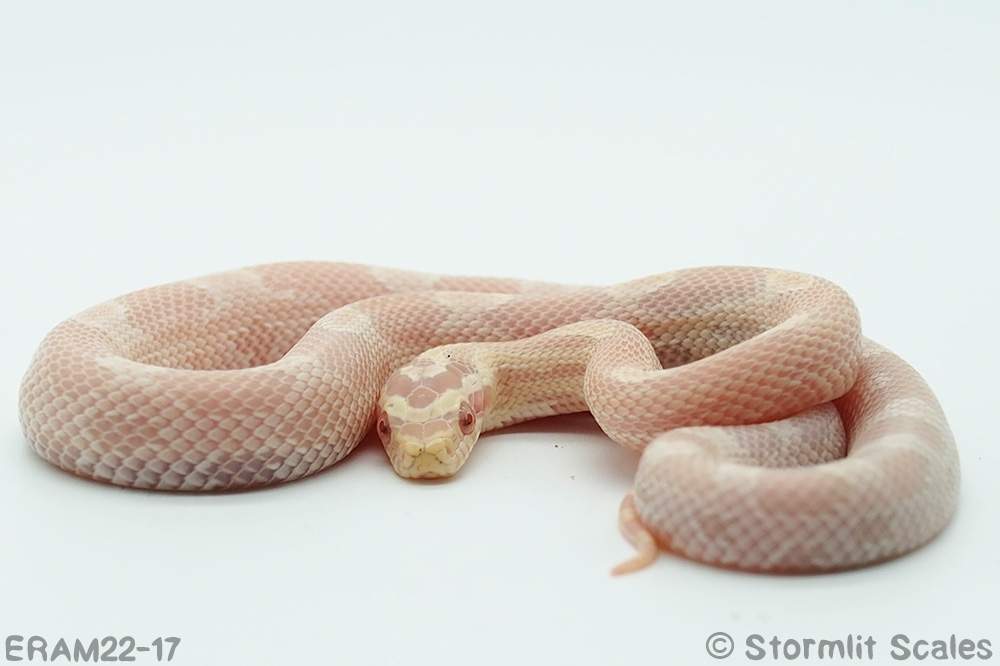 Corn snake (Pantherophis guttatus) Breeder Pantherophis guttatus 