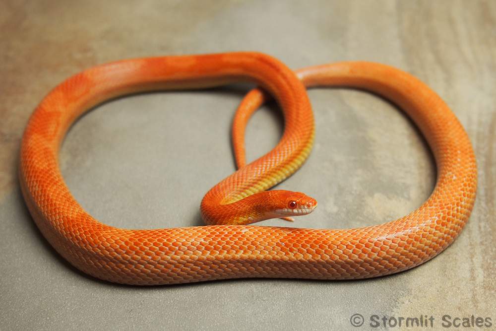 Corn snake (Pantherophis guttatus) Breeder Pantherophis guttatus 