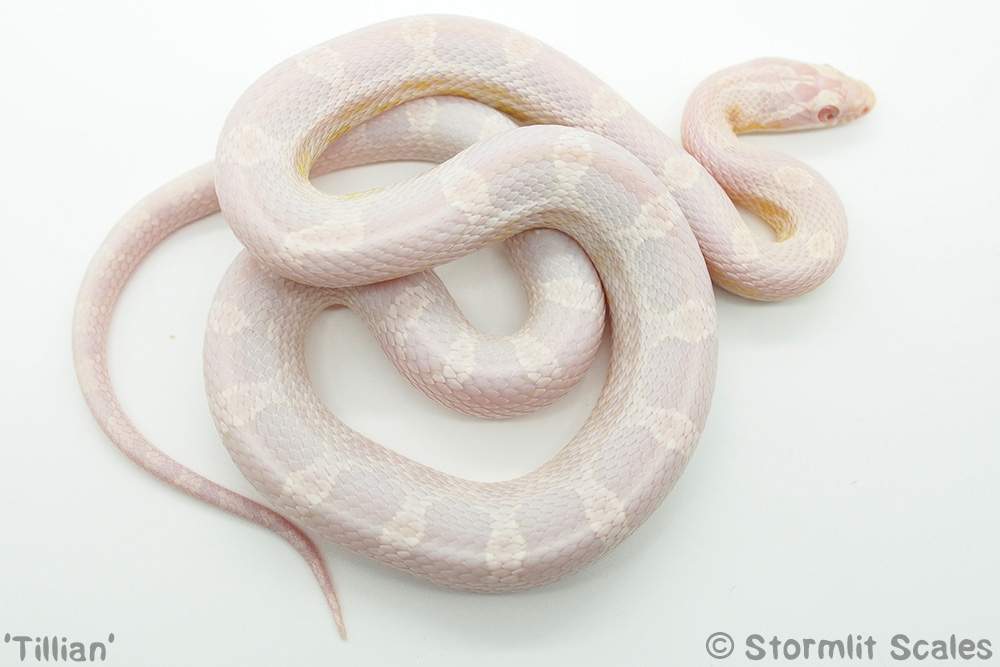 Corn snake (Pantherophis guttatus) Breeder Pantherophis guttatus 