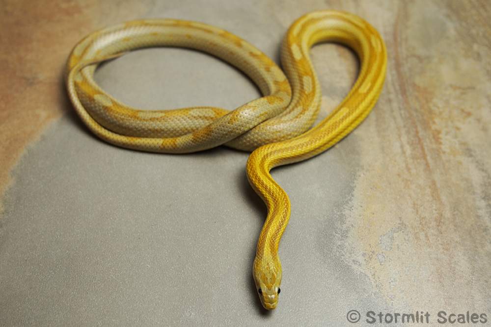 Corn snake (Pantherophis guttatus) Breeder Pantherophis guttatus 