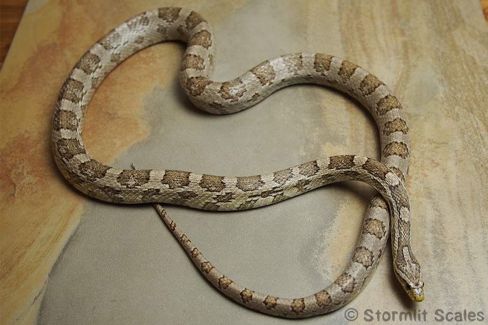 Corn snake (Pantherophis guttatus) Breeder Pantherophis guttatus 