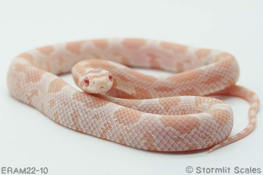 Corn snake (Pantherophis guttatus) Breeder Pantherophis guttatus 