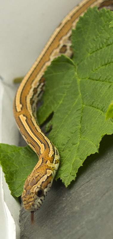 Corn snake (Pantherophis guttatus) Breeder Pantherophis guttatus 