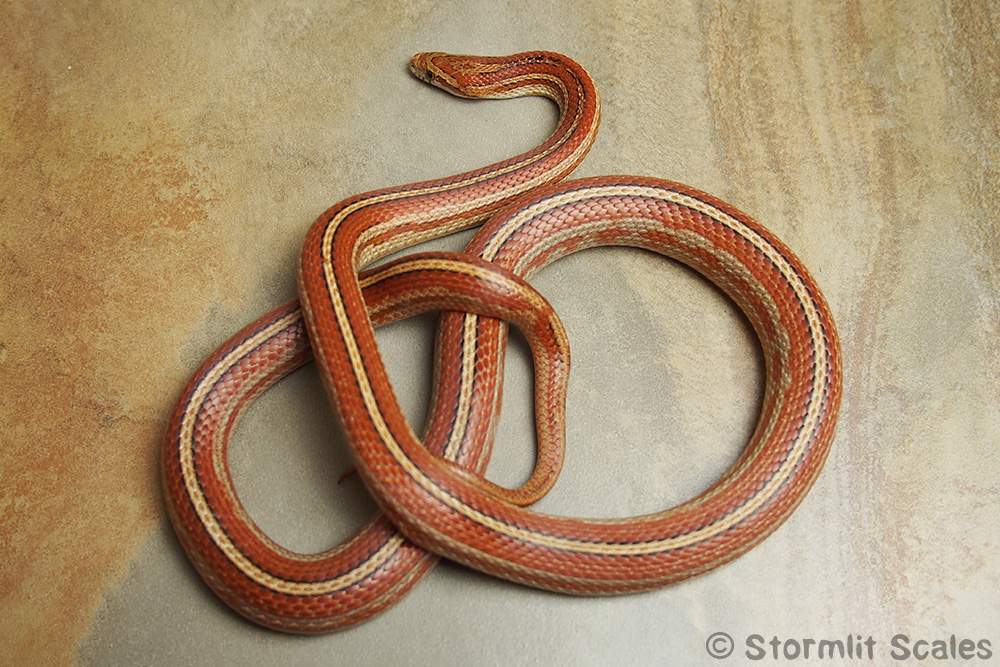 Corn snake (Pantherophis guttatus) Breeder Pantherophis guttatus 