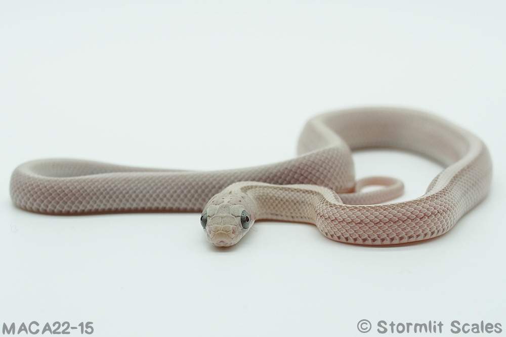 Corn snake (Pantherophis guttatus) Breeder Pantherophis guttatus 