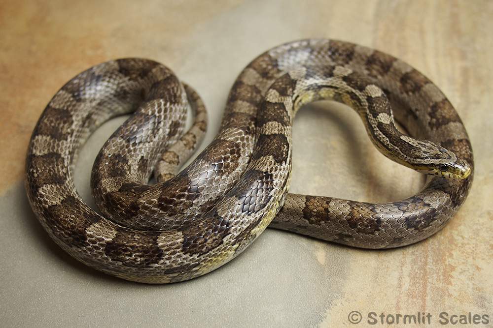 Corn snake (Pantherophis guttatus) Breeder Pantherophis guttatus 