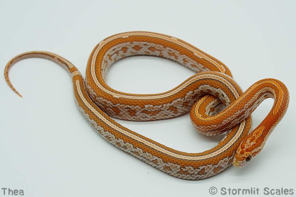 Corn snake (Pantherophis guttatus) Breeder Pantherophis guttatus 